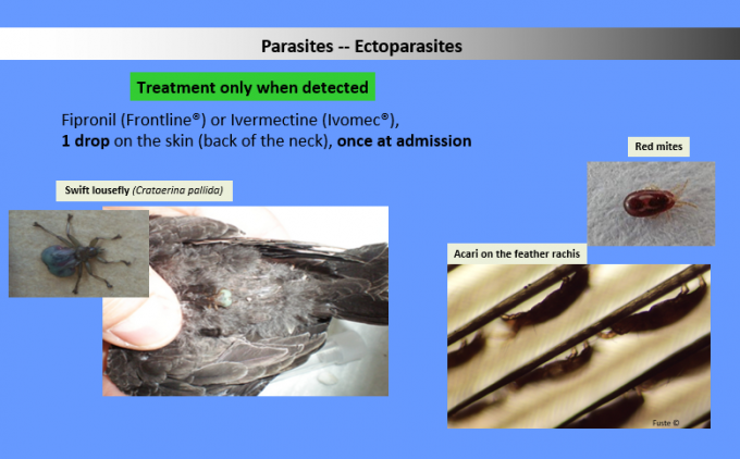 Ectoparasites – Falciot