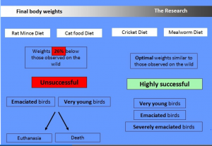 Insect diets success