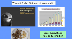Why not Cricket Diet ?