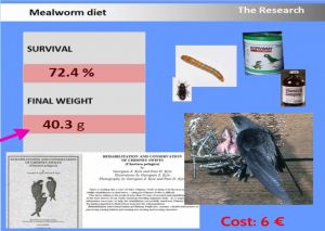Mealworm Diet – Results